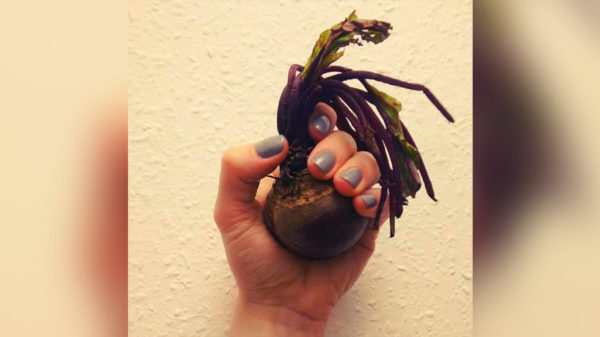 A hand holding up a beetroot